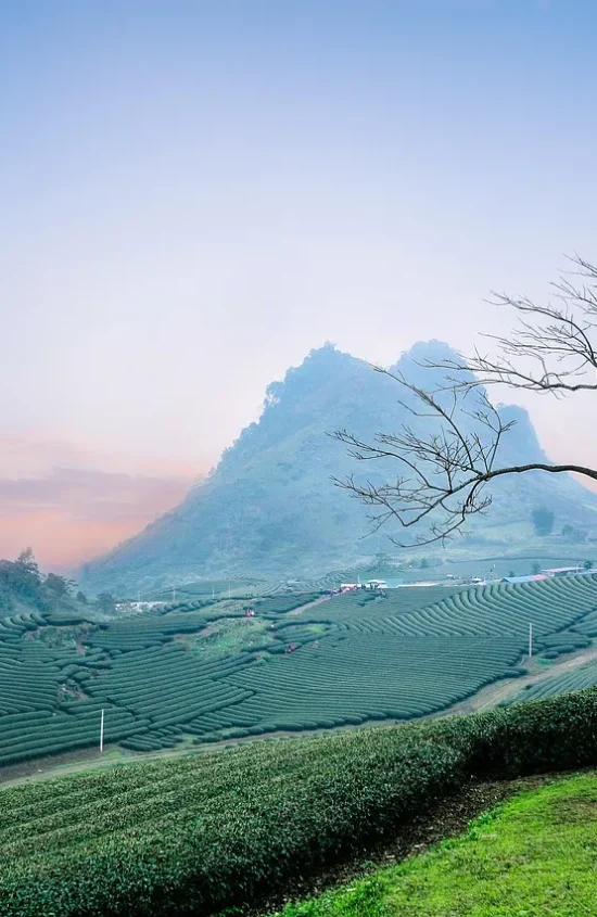 tea-plantation