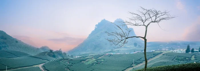 tea-plantation
