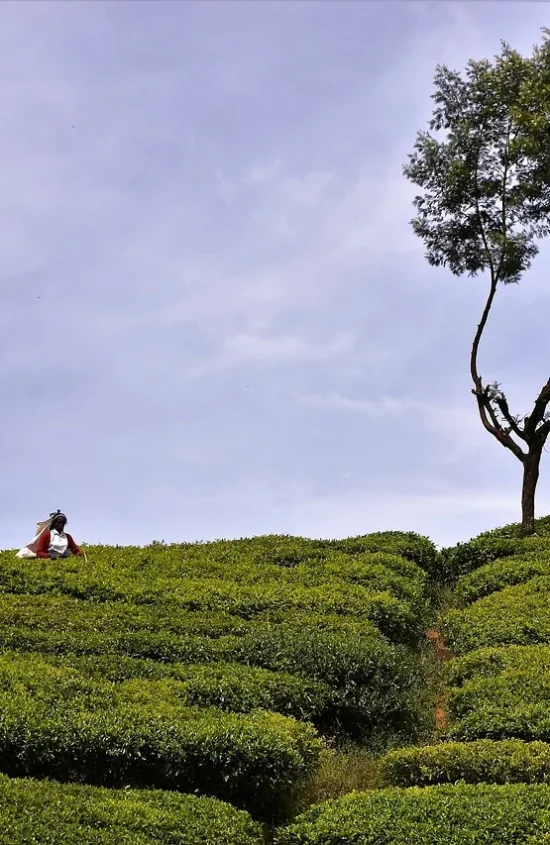 tea-plantation1